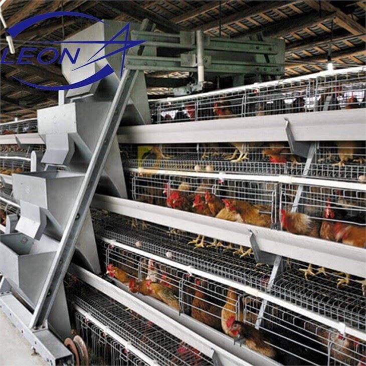 Broiler Cage Chicken