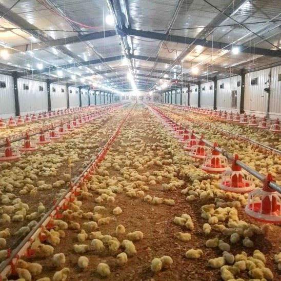 Efficient Automatic Broiler Pan Feeding System
