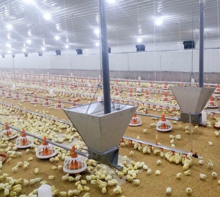 Efficient Automatic Broiler Pan Feeding System