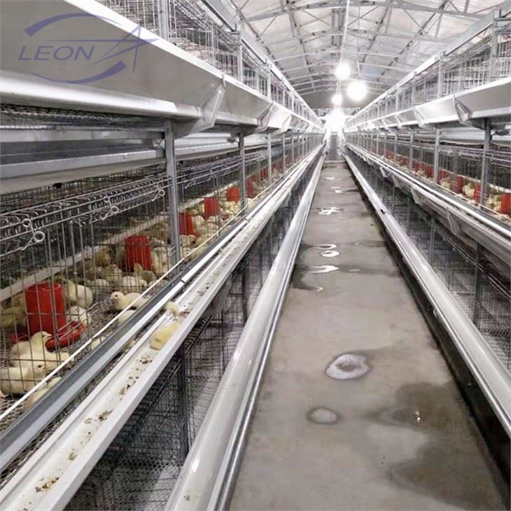 Nov polni samodejni broiler pan feeding sistem