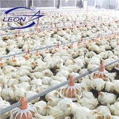 Najnovejši model popolnoma avtomatiziranega broiler pan feeding sistema v 2021