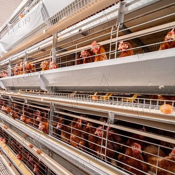 H Type Poultry Cages Equipment Layer Cage System In Animal Cages H Type Poultry Cages Equipment Layer Cage System In Animal Cages