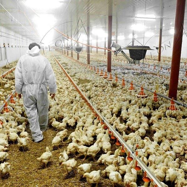 Poultry Equipment For Chicken House
