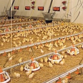 Poultry Equipment For Chicken House